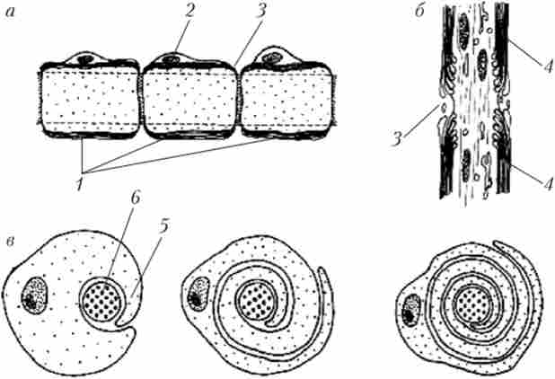 ̳�볳���������� ������ �������