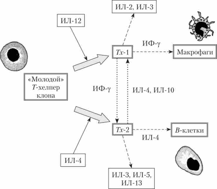 ���� ����� �������� �-�������