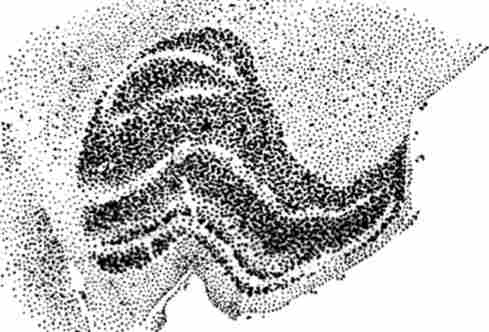 �������������� ���� ���� � ����������� (������������) ����������� �� ��������