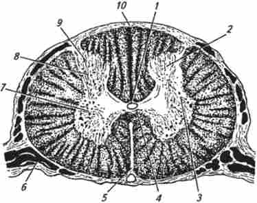 ���������� ����� �������� ����� (�� �. �. �������, �. �. ���������)