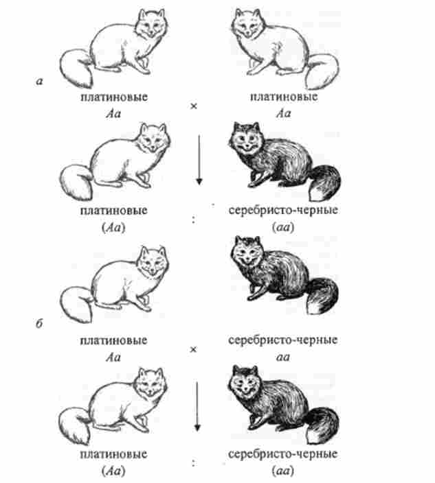 ���������� ����� ������������ ��������� ����������� ������