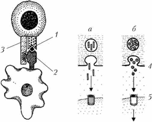 ������� �-����� � ������-������