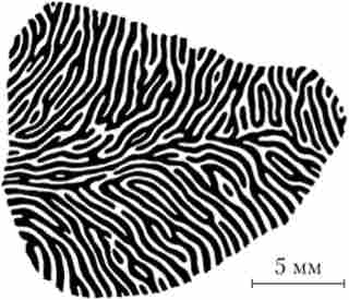 ��������� ������ ����