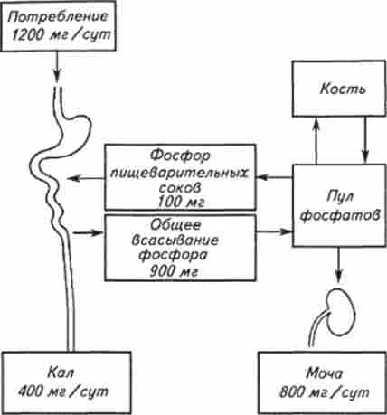 ��������� ������� �� ������ ��������-��������� ������, ������� ������� � �����