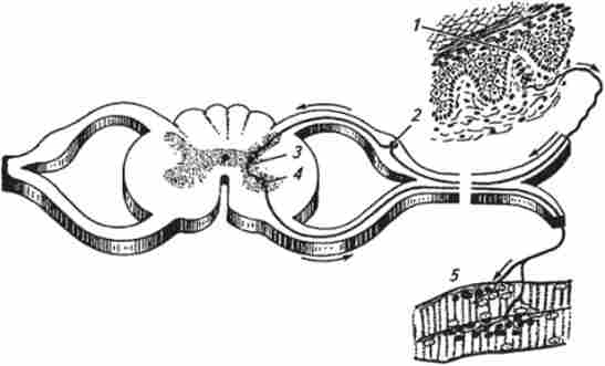 ����� ����������� ���� (�� �. �. ������ � ������.)