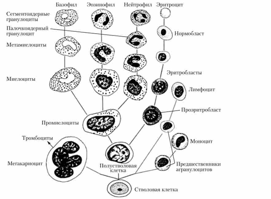 ��������� ���䳿 �������� ����� ����