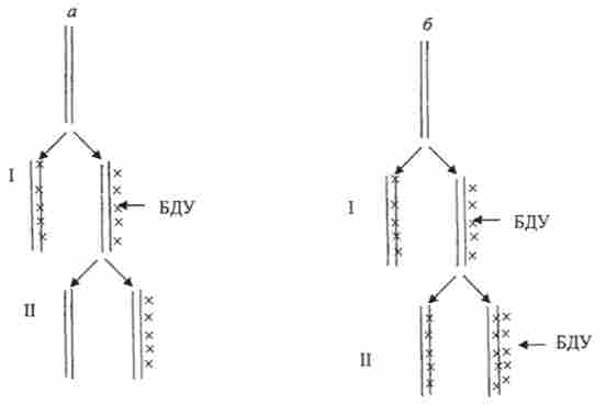 ��������� 5-���������������� (���) � ��� � ��������� �� ���������� ��� ��������