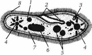 ���������� ����������� ������������� ��������� (��������)