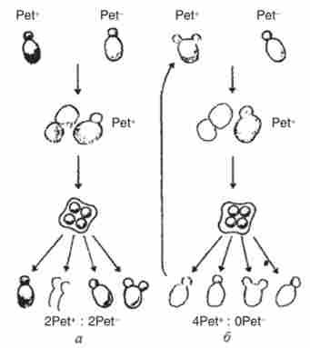 ��������� ����� �������� �� ������� � ������ �� �����䳿 ������ ����