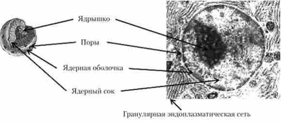 ������ ��������� ���� (���������� ���������)