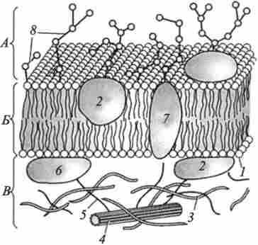 ������ ������� �������� (�� �. �. ������� � ������.)