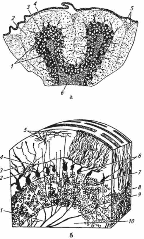 ������ ������� (�� �. �. ������ � ������.)