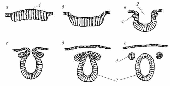 ��������� ����� ������������ ������� ��������� (�)