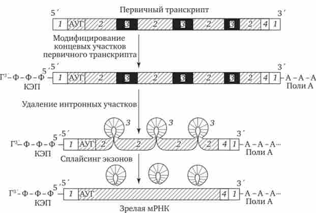 ����� ���� ���� �������� � ��� ����������