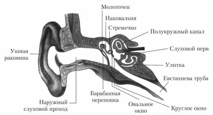 ����� �����