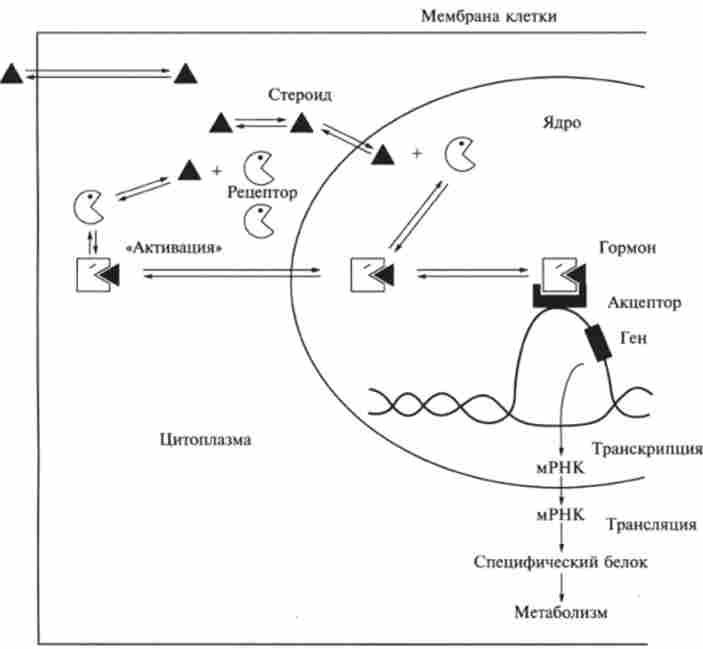 �������� 䳿 ������� (����� ����������)