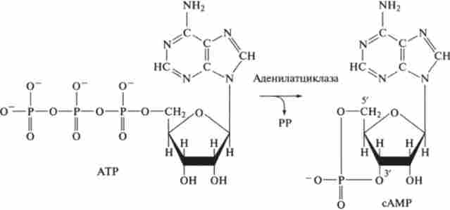 ����� ��������� ������������������ (����) � ���. �������