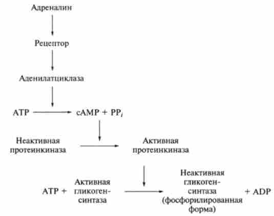 ����������� ������� �������� ���������� ������ ������������ ������� �������������