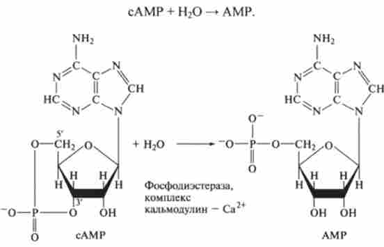 ó����� ���� ������ 䳺� ��������������, ���������� ������ ��