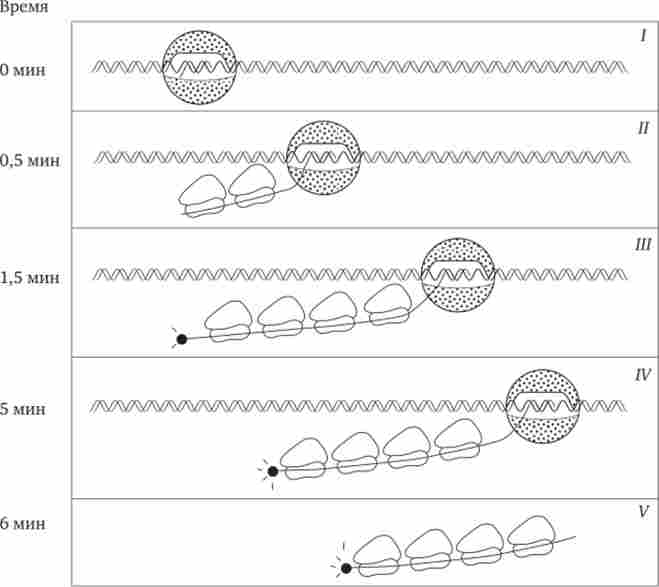 ������������, ���������� � ���������� ���� � ���������