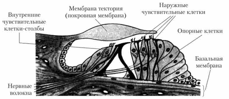 ����� �����