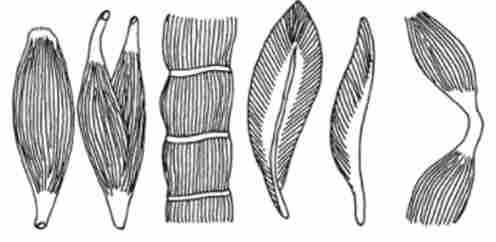 �������� �'��� ����� ����