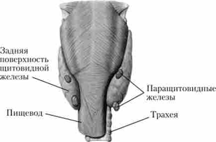 ������������ �������������� �����