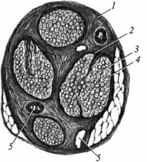 ������ ����� �� ����������� ��� (�� �. �. ������ � ������.)