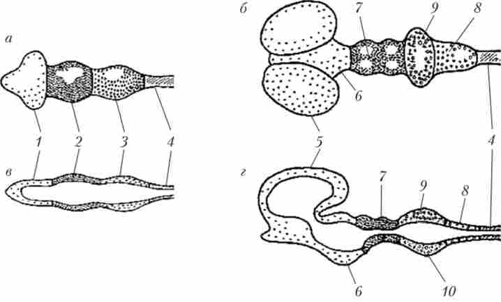 �������� �����, �� ������� ���� ������� ������ �� ���䳿 ����� �������� ����� (�, �) � ��� �� ���䳿 �'��� �������� ����� (�, �)
