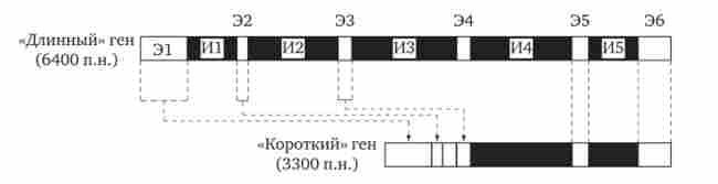�� ����� ���� box (cob) ��������� ������, �� ���� �������� �