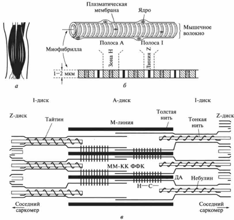 /3.5. ������ ���������� �'���