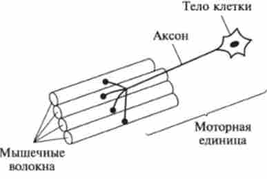 ���������� �'������ �������