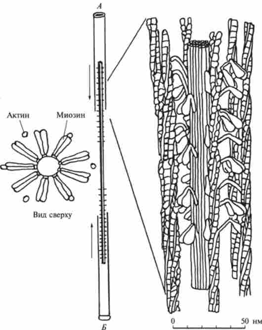 ���������� ��������� �����-���������� ���������