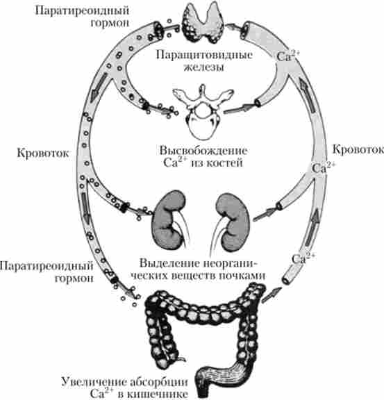ĳ� ������������� ������� � ������ D