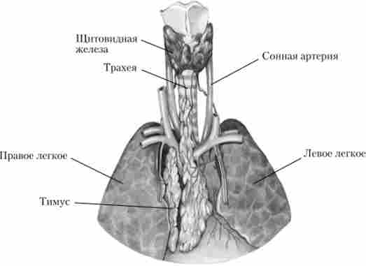 ����� (��������� ������) � ������