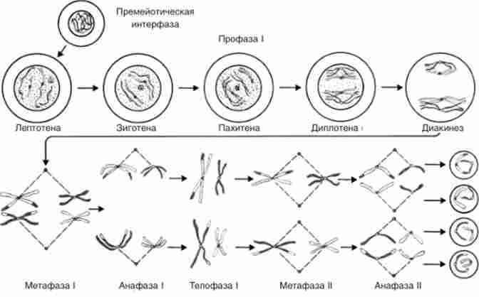 ���������� ���������� ���������� ����� ������