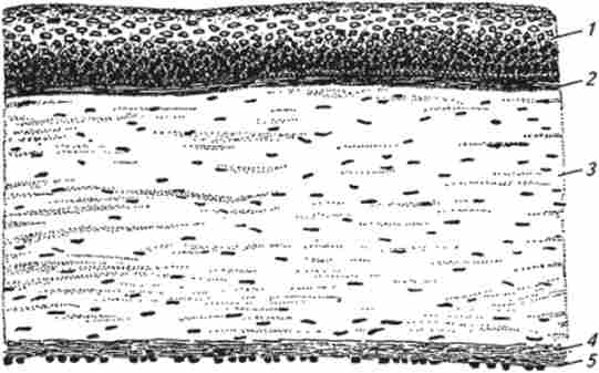 ������ ������