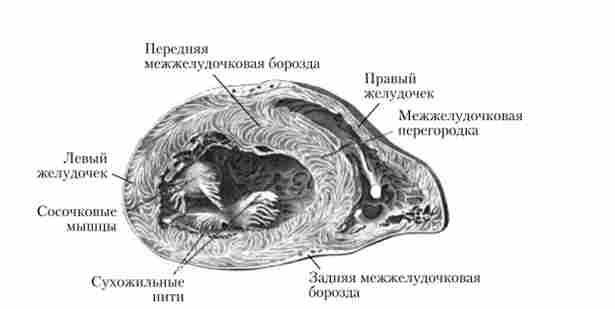 ������ ����� (���������� �����)