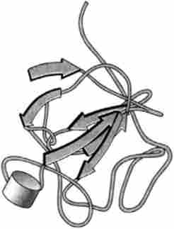 ���������� ��������� �������� (�� PDB-2001) (Ye, S., Luo, Y., Lu, W., Jones, RB, Linhardt, RJ, Capila, I., Toida, T., Kan, M., Pelletier, H., Mckeehan, W. L