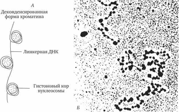 ����������� ����������� ���������