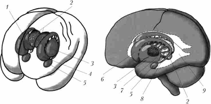 ������� ��������� ����볿�