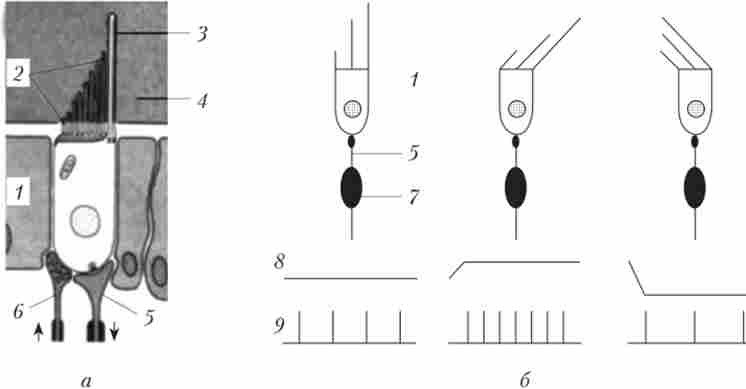 ������������� �������� (�), ���������� ������������� ��������� (�)