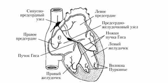 ������� ������� �����