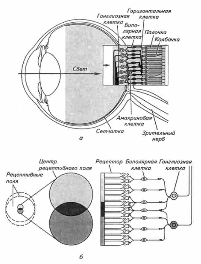����� ���������� ����������� ���� ������� �����������