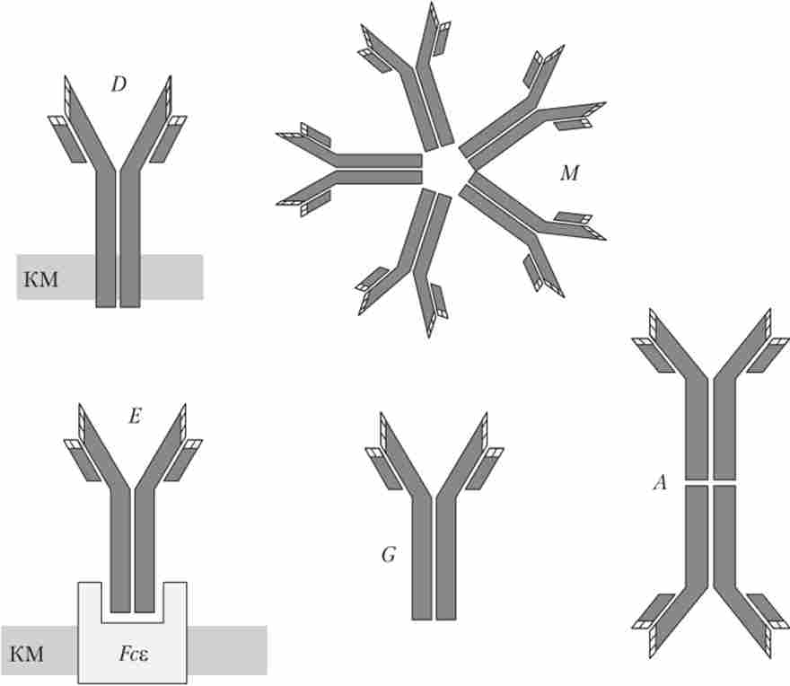 ���� ������ - D, �, �, G, �