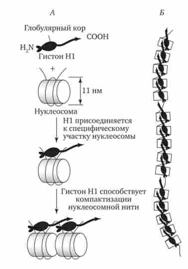 ������������ ������� �������� 20-30 ��