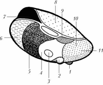 ����� ������������ ���� ����� ��������