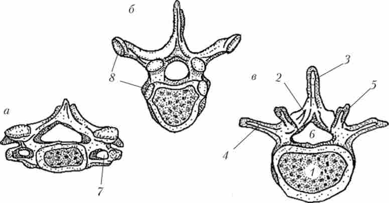 ������ (�), ������ (�) � ����������� (�) ������