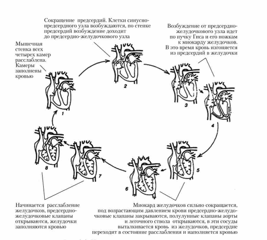 �.8. ���� �������� ���������