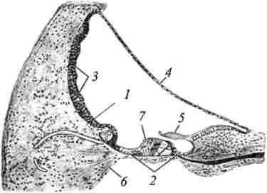 ������ ������������� ������ �������